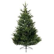 Ель Everlands Арлберг 2.1 м