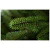 Ель GreenTerra Аляска светлая 2.2 м